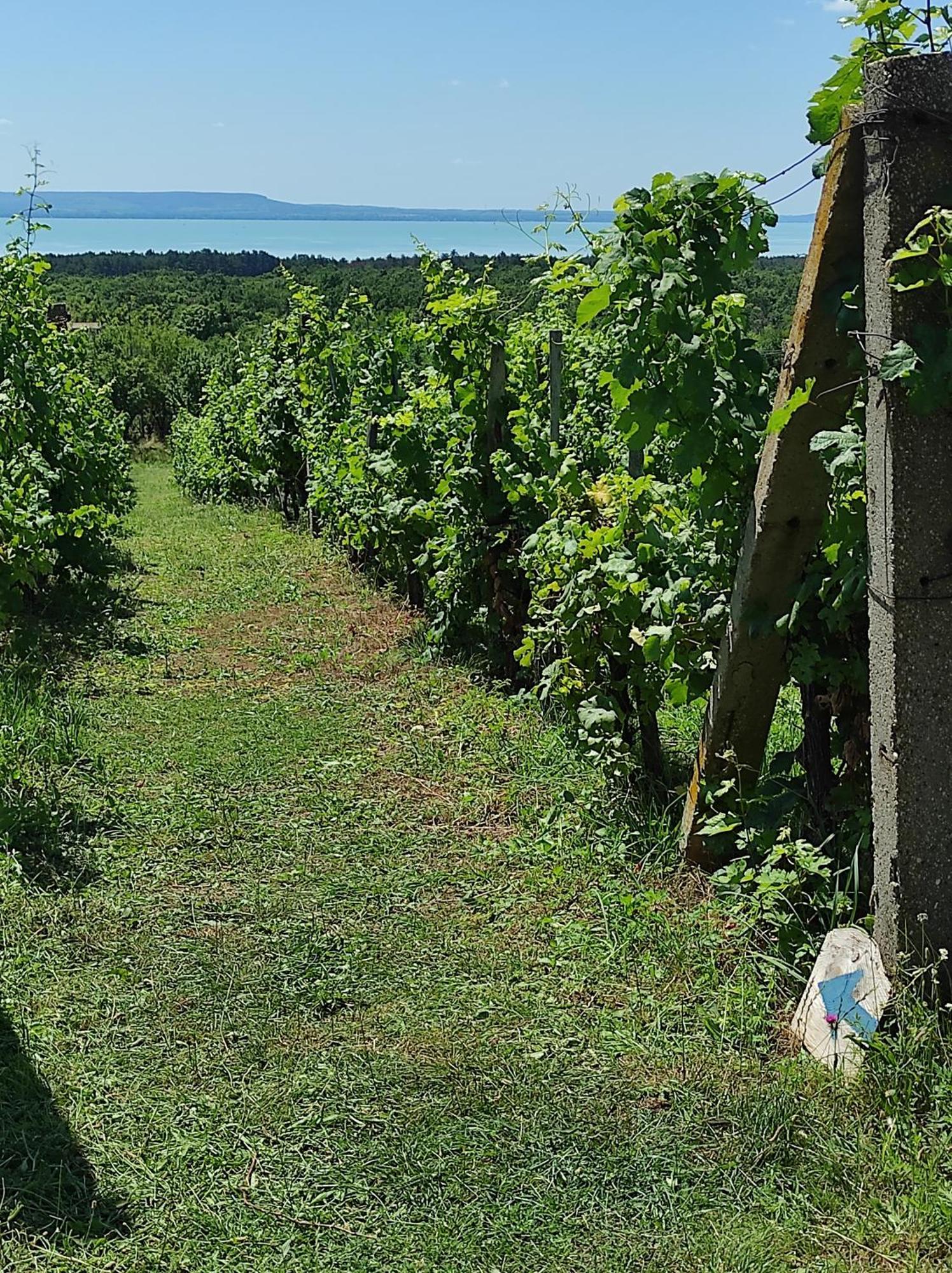 Napraszallas Vendeghaz Balatonakali Zewnętrze zdjęcie